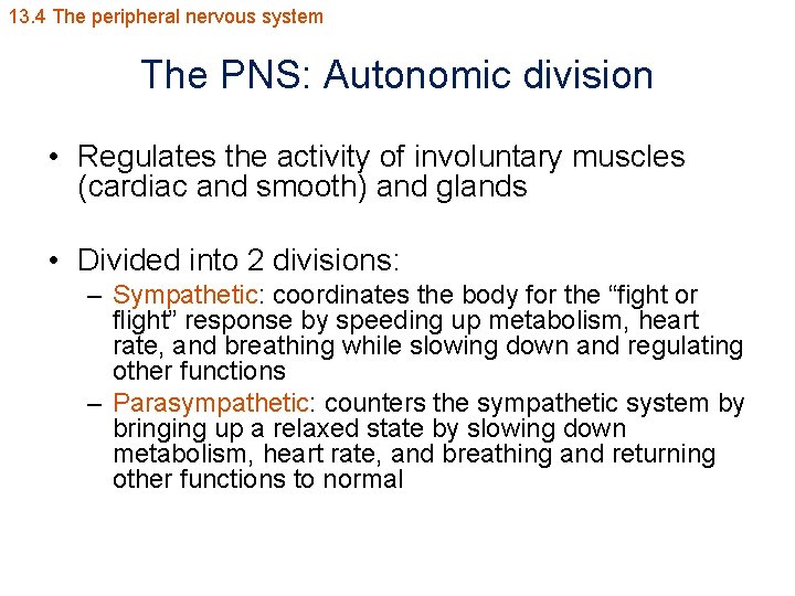 13. 4 The peripheral nervous system The PNS: Autonomic division • Regulates the activity