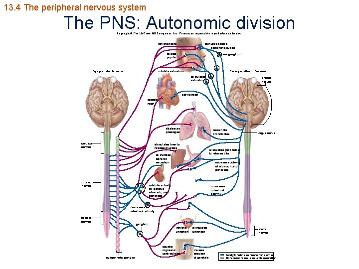 13. 4 The peripheral nervous system The PNS: Autonomic division Copyright © The Mc.