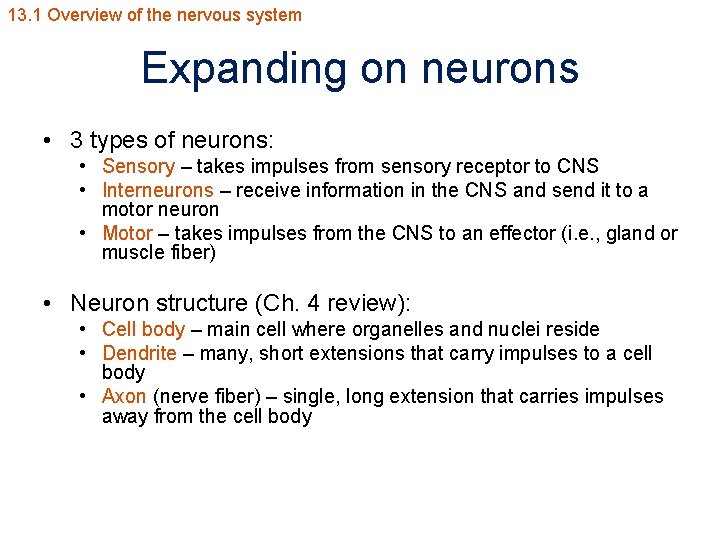 13. 1 Overview of the nervous system Expanding on neurons • 3 types of