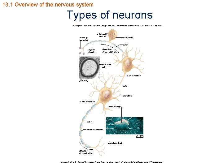 13. 1 Overview of the nervous system Types of neurons Copyright © The Mc.