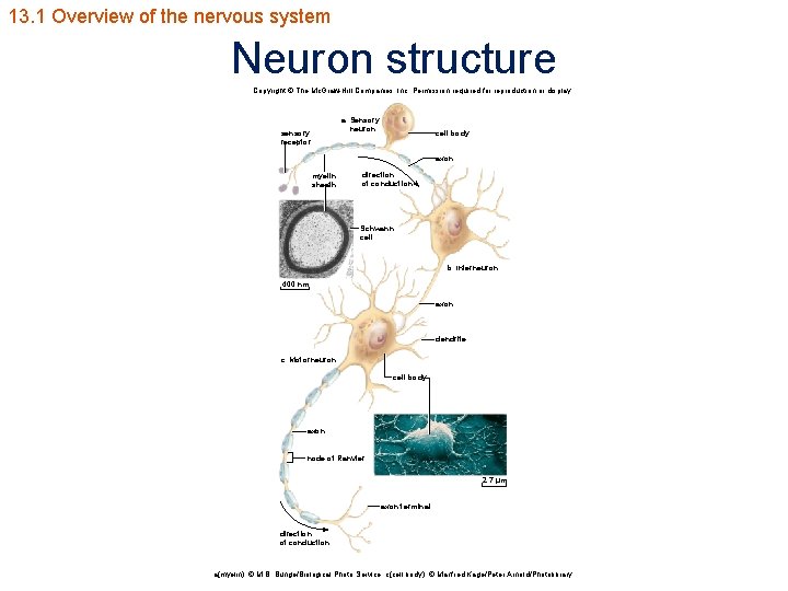 13. 1 Overview of the nervous system Neuron structure Copyright © The Mc. Graw-Hill