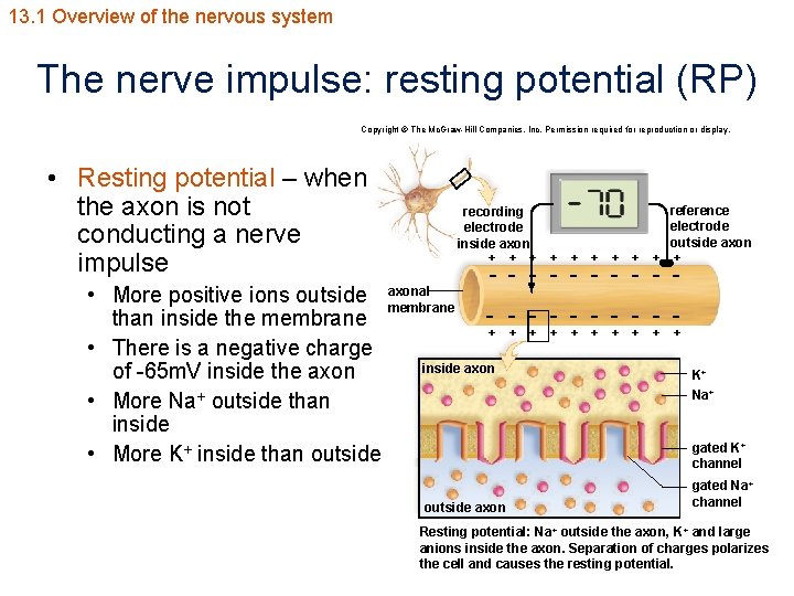 13. 1 Overview of the nervous system The nerve impulse: resting potential (RP) Copyright