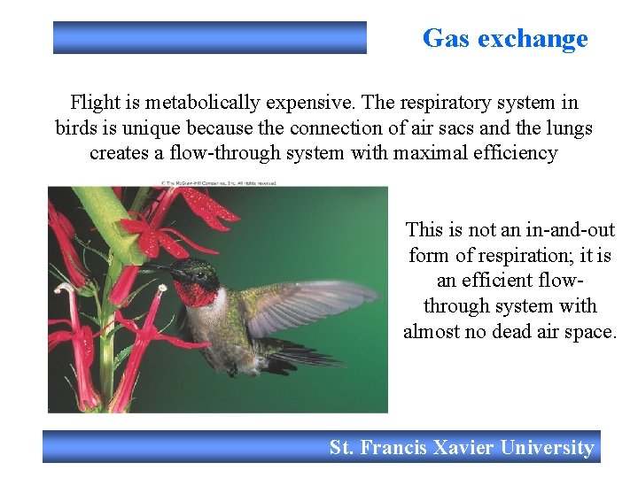 Gas exchange Flight is metabolically expensive. The respiratory system in birds is unique because