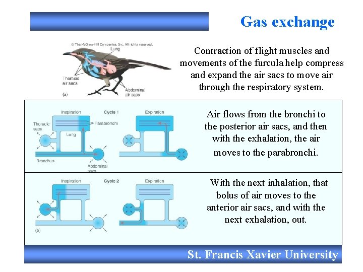 Gas exchange Contraction of flight muscles and movements of the furcula help compress and