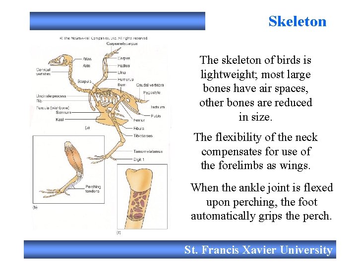 Skeleton Filmed live The skeleton of birds is lightweight; most large bones have air