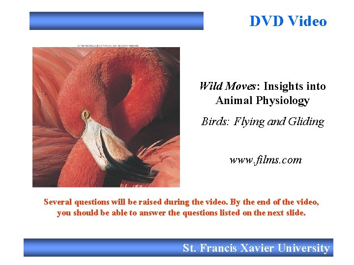DVD Video Filmed live Wild Moves: Insights into Animal Physiology Birds: Flying and Gliding