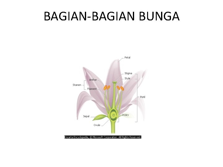 BAGIAN-BAGIAN BUNGA 