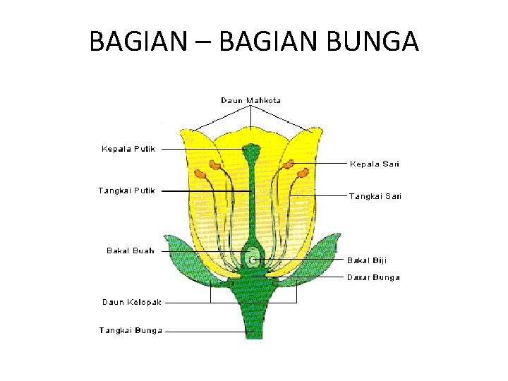 BAGIAN – BAGIAN BUNGA 