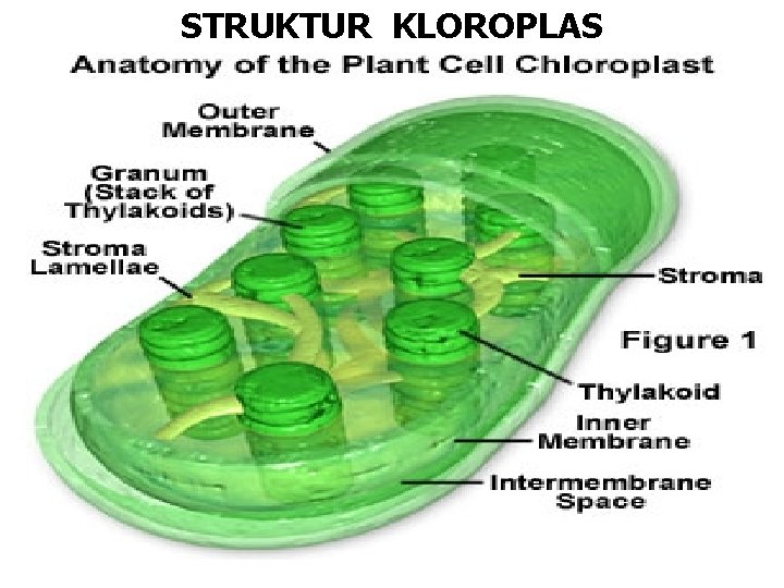 STRUKTUR KLOROPLAS 