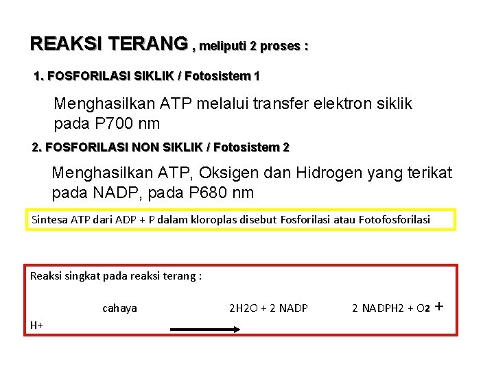 REAKSI TERANG , meliputi 2 proses : 1. FOSFORILASI SIKLIK / Fotosistem 1 Menghasilkan