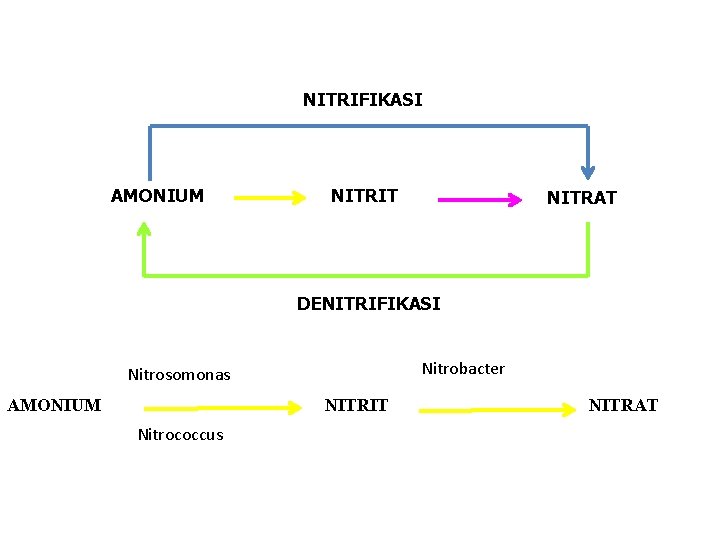NITRIFIKASI AMONIUM NITRIT NITRAT DENITRIFIKASI Nitrobacter Nitrosomonas AMONIUM NITRIT Nitrococcus NITRAT 