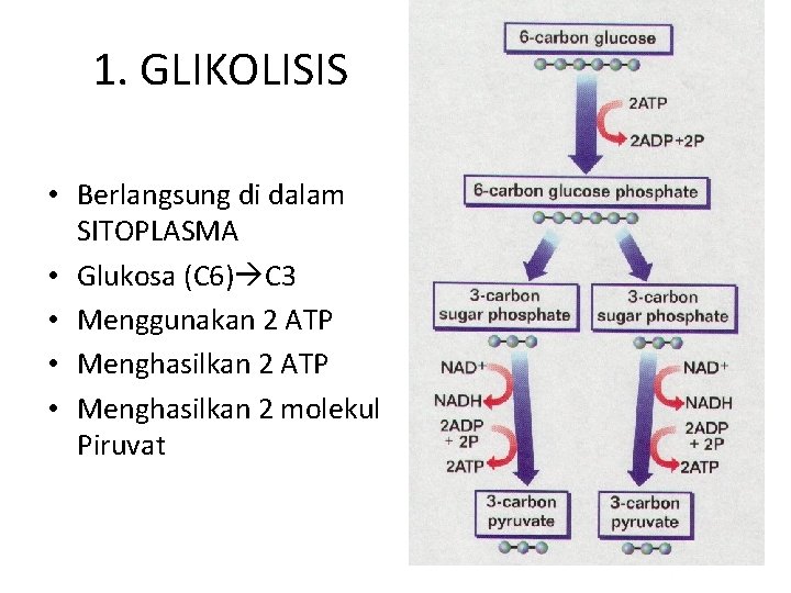 1. GLIKOLISIS • Berlangsung di dalam SITOPLASMA • Glukosa (C 6) C 3 •