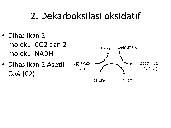 2. Dekarboksilasi oksidatif • Dihasilkan 2 molekul CO 2 dan 2 molekul NADH •