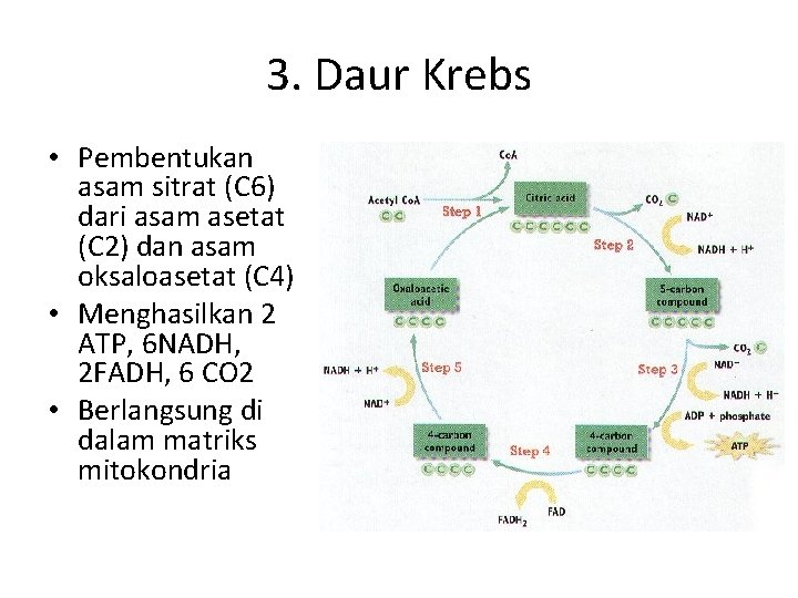 3. Daur Krebs • Pembentukan asam sitrat (C 6) dari asam asetat (C 2)