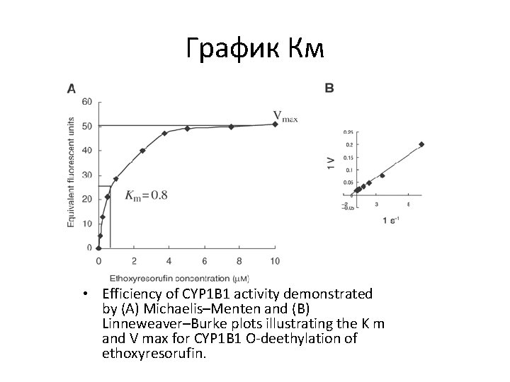 График Км • Efficiency of CYP 1 B 1 activity demonstrated by (A) Michaelis–Menten