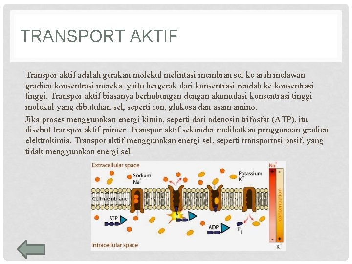 TRANSPORT AKTIF Transpor aktif adalah gerakan molekul melintasi membran sel ke arah melawan gradien