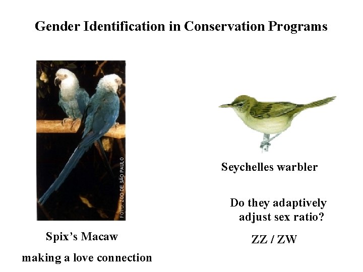 Gender Identification in Conservation Programs Seychelles warbler Do they adaptively adjust sex ratio? Spix’s