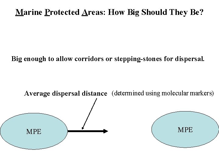 Marine Protected Areas: How Big Should They Be? Big enough to allow corridors or