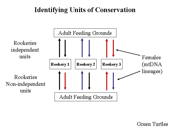 Identifying Units of Conservation Adult Feeding Grounds Rookeries independent units Rookery 1 Rookeries Non-independent