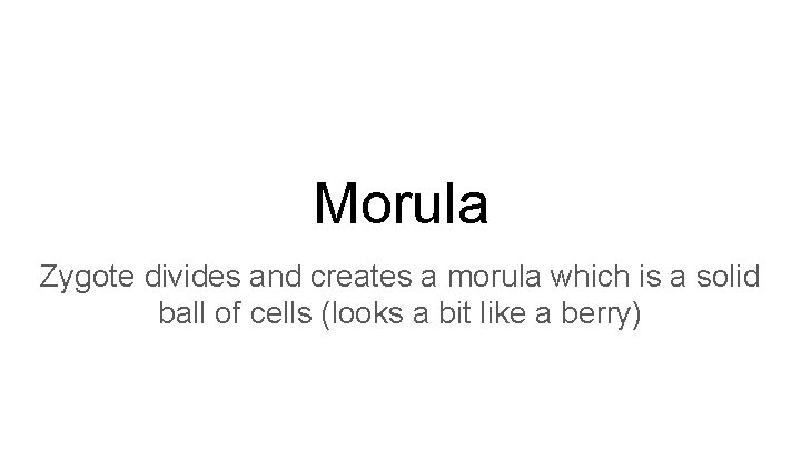 Morula Zygote divides and creates a morula which is a solid ball of cells