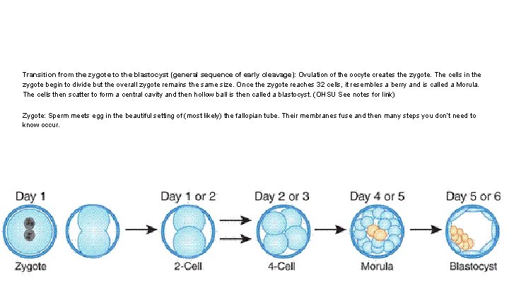 Transition from the zygote to the blastocyst (general sequence of early cleavage): Ovulation of