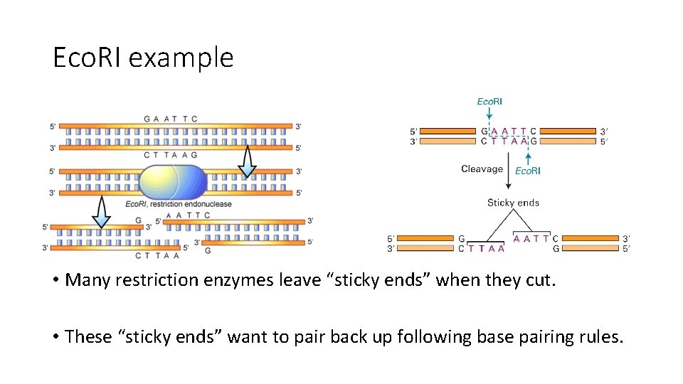Eco. RI example • Many restriction enzymes leave “sticky ends” when they cut. •