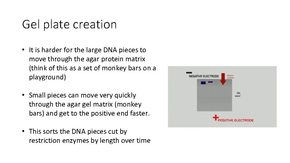 Gel plate creation • It is harder for the large DNA pieces to move