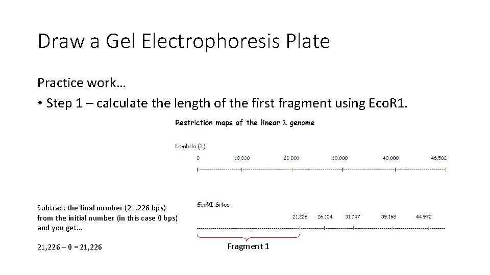 Draw a Gel Electrophoresis Plate Practice work… • Step 1 – calculate the length