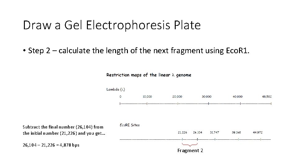 Draw a Gel Electrophoresis Plate • Step 2 – calculate the length of the