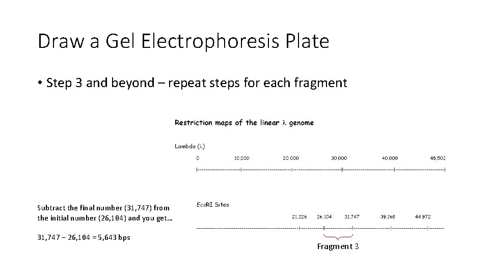 Draw a Gel Electrophoresis Plate • Step 3 and beyond – repeat steps for