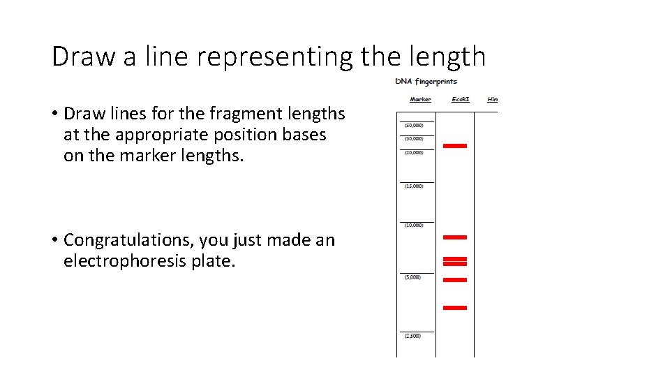 Draw a line representing the length • Draw lines for the fragment lengths at