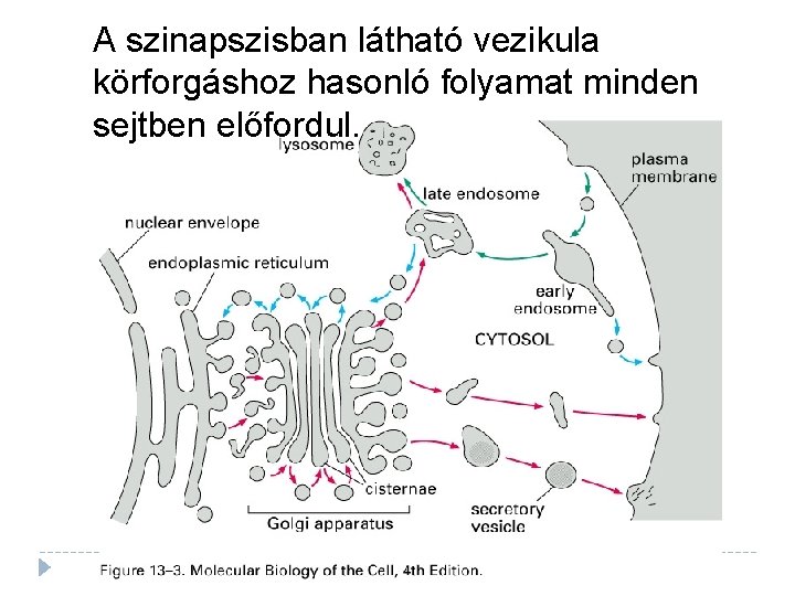 A szinapszisban látható vezikula körforgáshoz hasonló folyamat minden sejtben előfordul. 