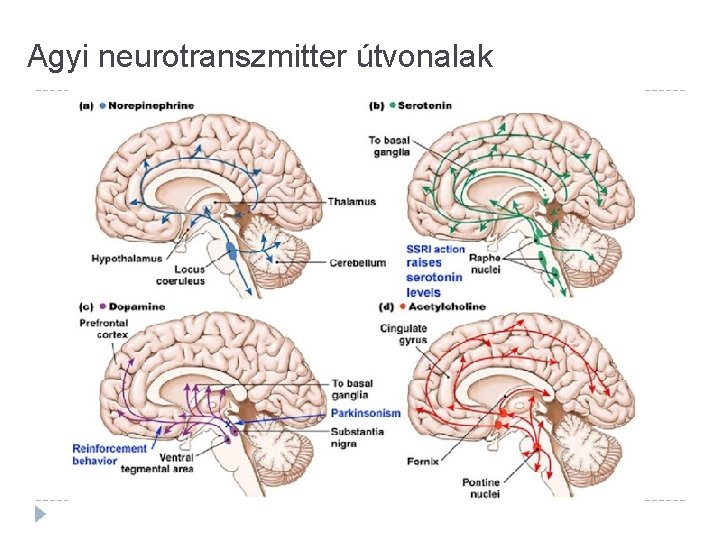 Agyi neurotranszmitter útvonalak 