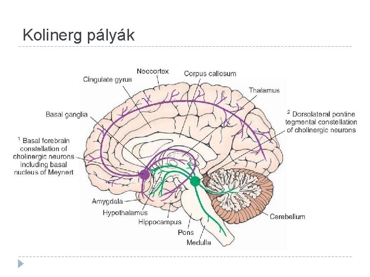 Kolinerg pályák 