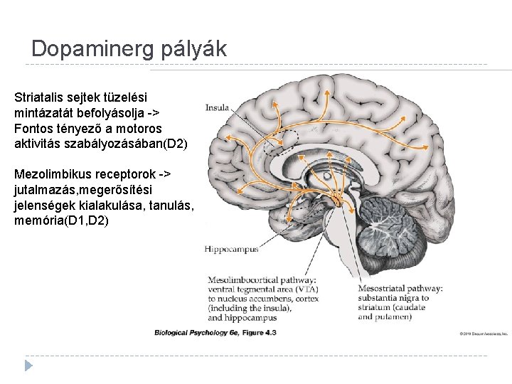 Dopaminerg pályák Striatalis sejtek tüzelési mintázatát befolyásolja -> Fontos tényező a motoros aktivitás szabályozásában(D