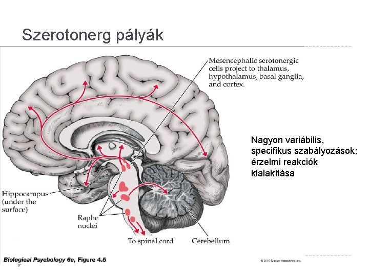 Szerotonerg pályák Nagyon variábilis, specifikus szabályozások; érzelmi reakciók kialakítása 