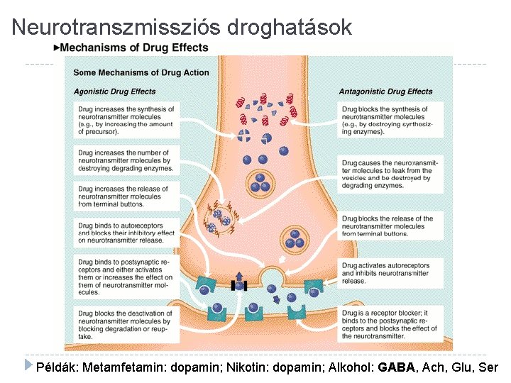 Neurotranszmissziós droghatások Példák: Metamfetamin: dopamin; Nikotin: dopamin; Alkohol: GABA, Ach, Glu, Ser 