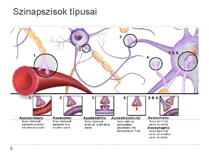 Szinapszisok típusai 