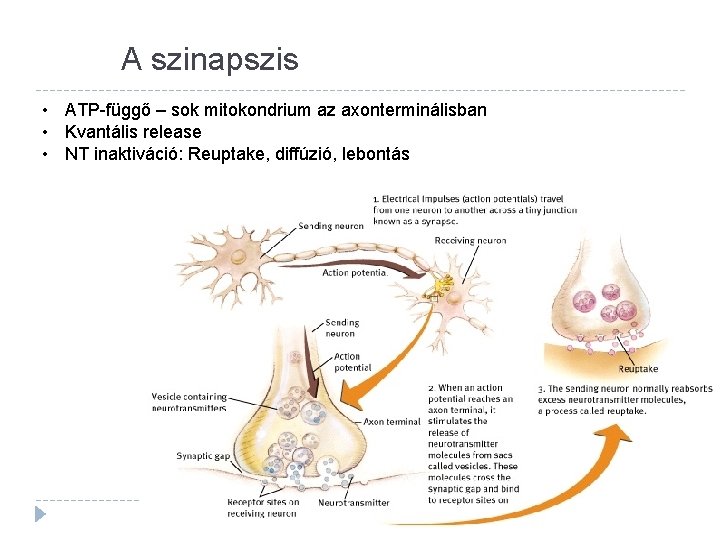 A szinapszis • ATP-függő – sok mitokondrium az axonterminálisban • Kvantális release • NT