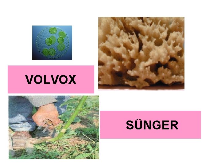 VOLVOX SÜNGER 