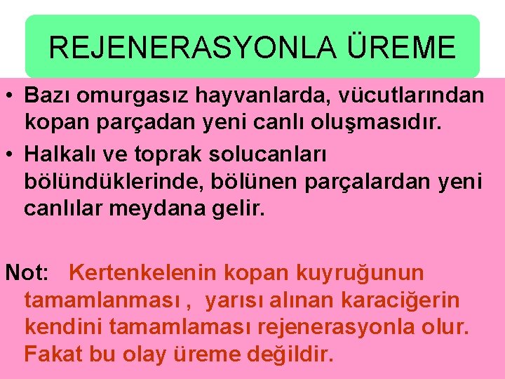 REJENERASYONLA ÜREME • Bazı omurgasız hayvanlarda, vücutlarından kopan parçadan yeni canlı oluşmasıdır. • Halkalı