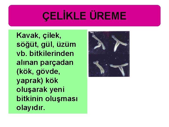 ÇELİKLE ÜREME Kavak, çilek, söğüt, gül, üzüm vb. bitkilerinden alınan parçadan (kök, gövde, yaprak)