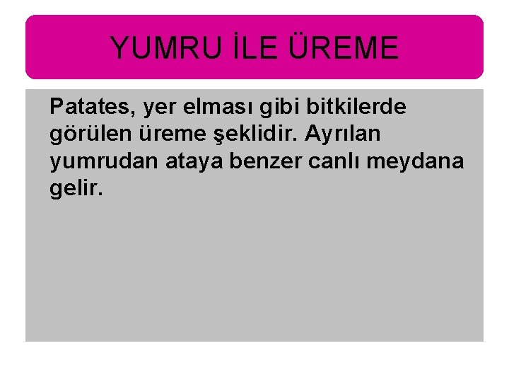 YUMRU İLE ÜREME Patates, yer elması gibi bitkilerde görülen üreme şeklidir. Ayrılan yumrudan ataya