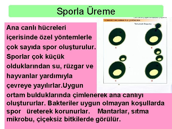 Sporla Üreme Ana canlı hücreleri içerisinde özel yöntemlerle çok sayıda spor oluşturulur. Sporlar çok