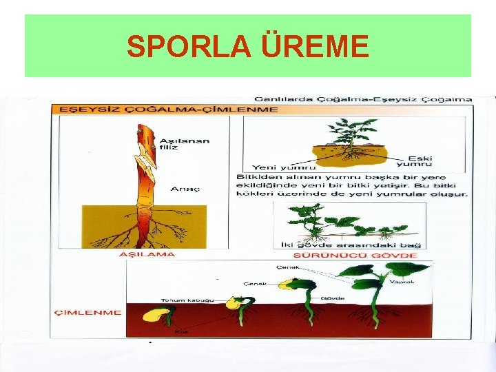 SPORLA ÜREME 