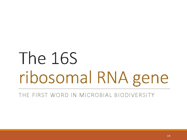 The 16 S ribosomal RNA gene THE FIRST WORD IN MICROBIAL BIODIVERSITY 10 