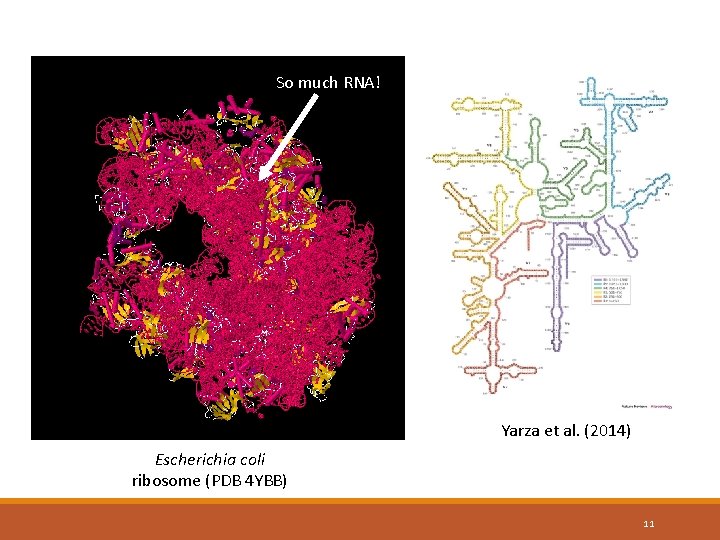 So much RNA! Yarza et al. (2014) Escherichia coli ribosome (PDB 4 YBB) 11