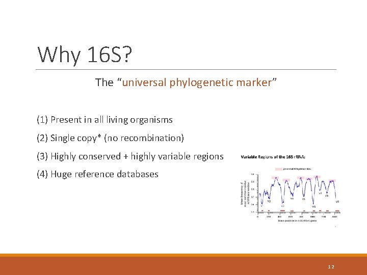 Why 16 S? The “universal phylogenetic marker” (1) Present in all living organisms (2)