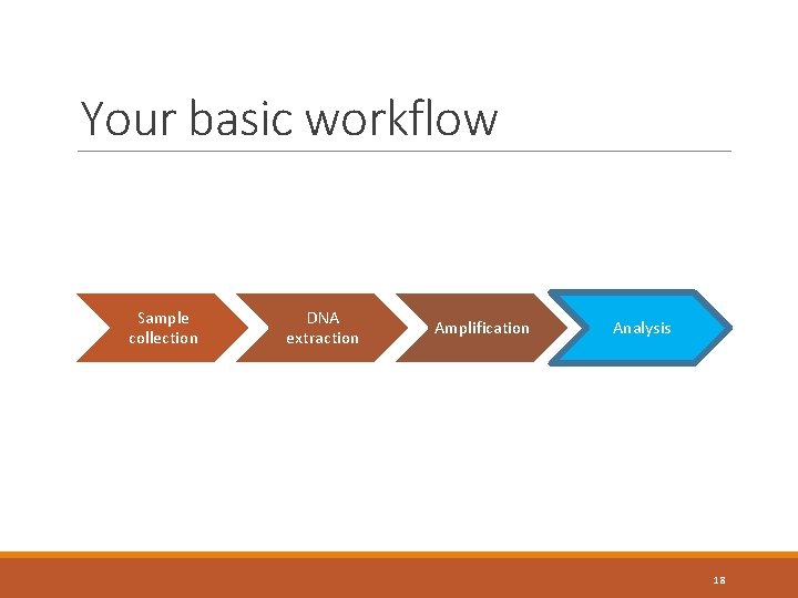 Your basic workflow Sample collection DNA extraction Amplification Analysis 18 