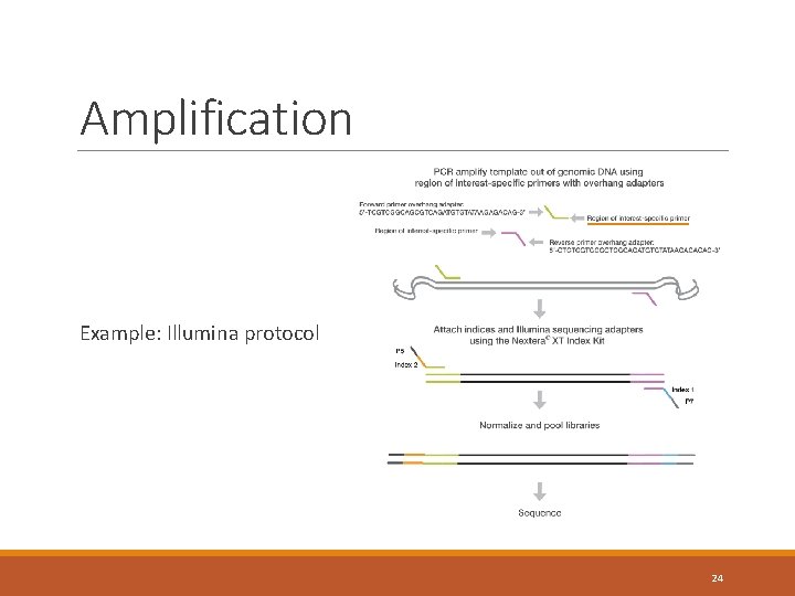 Amplification Example: Illumina protocol 24 